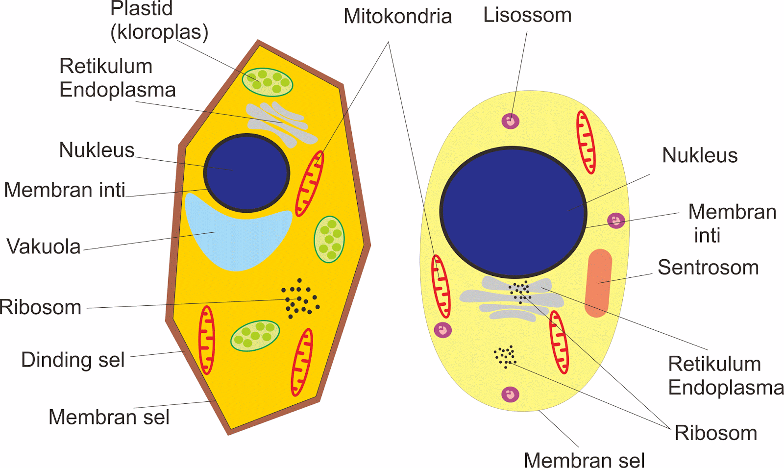 Bagaimana bentuk sel hewan dan sel tumbuhan berdasarkan struktur penyusunnya