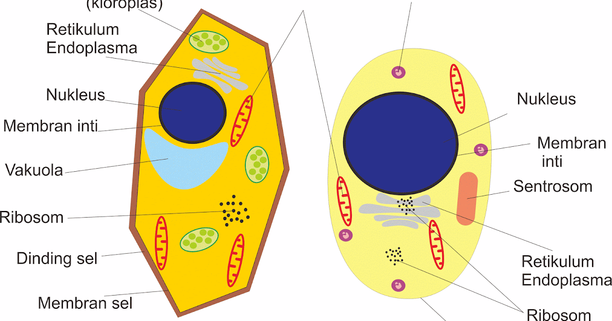 Fungsi plasmodesmata pada sel tumbuhan