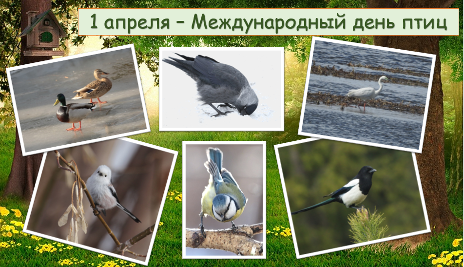 1 апреля всемирный день птиц. 1 Апреля Международный день птиц. 1 Апреля Международный день птиц (International Bird Day). 1апреля можду народный день птич. Междунаровныйденьптиц.