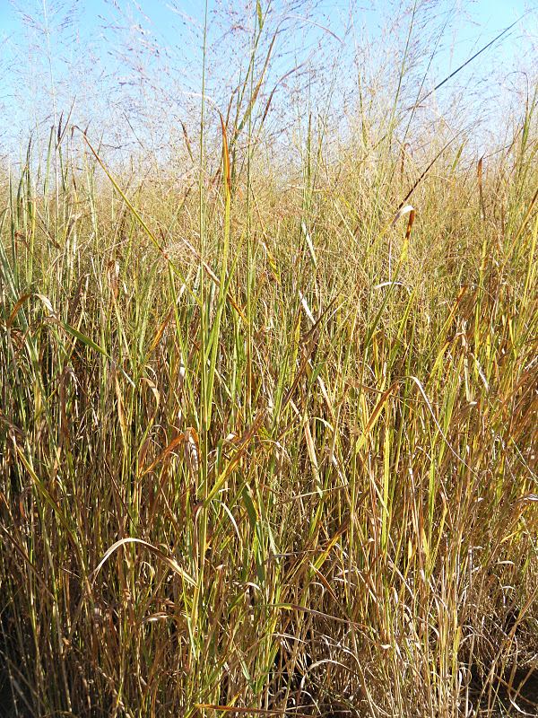 Flour Sack Mama How Green is Switchgrass Farming?