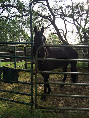 How to Go Horse Camping: Finding an Equestrian Campsite - Horse Corrals at Henry Coe