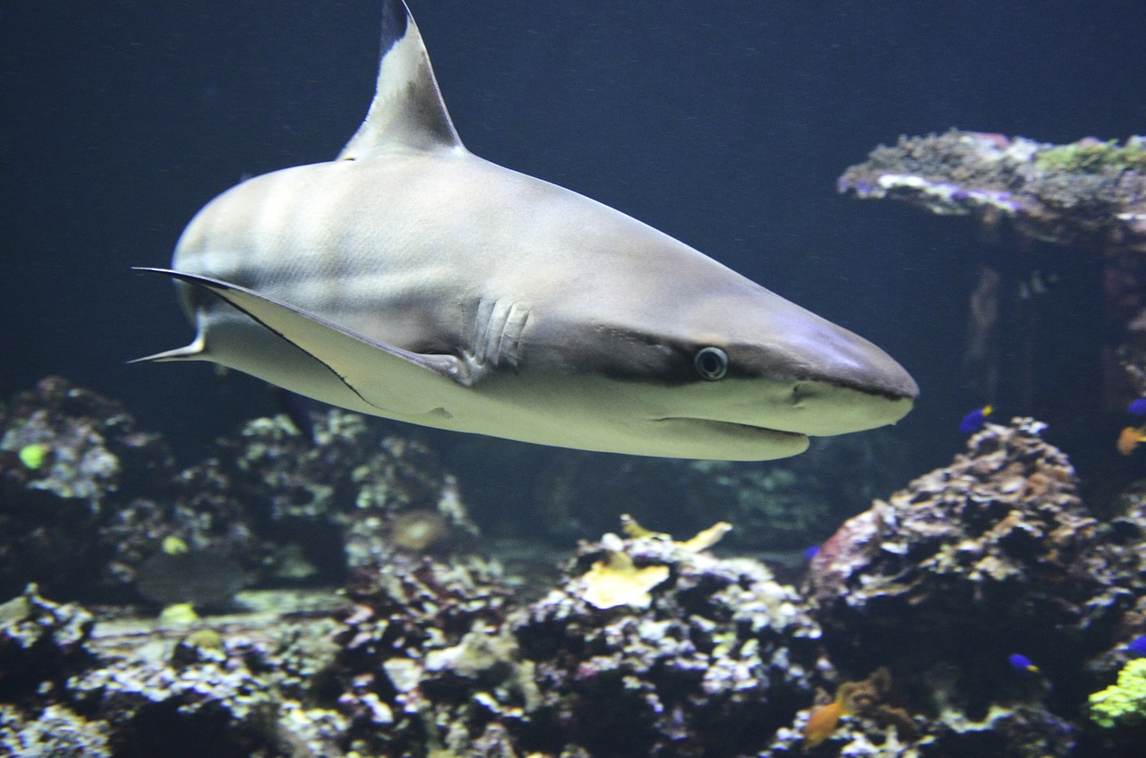 Flippers and Fins: Why Do Sharks Attack People?