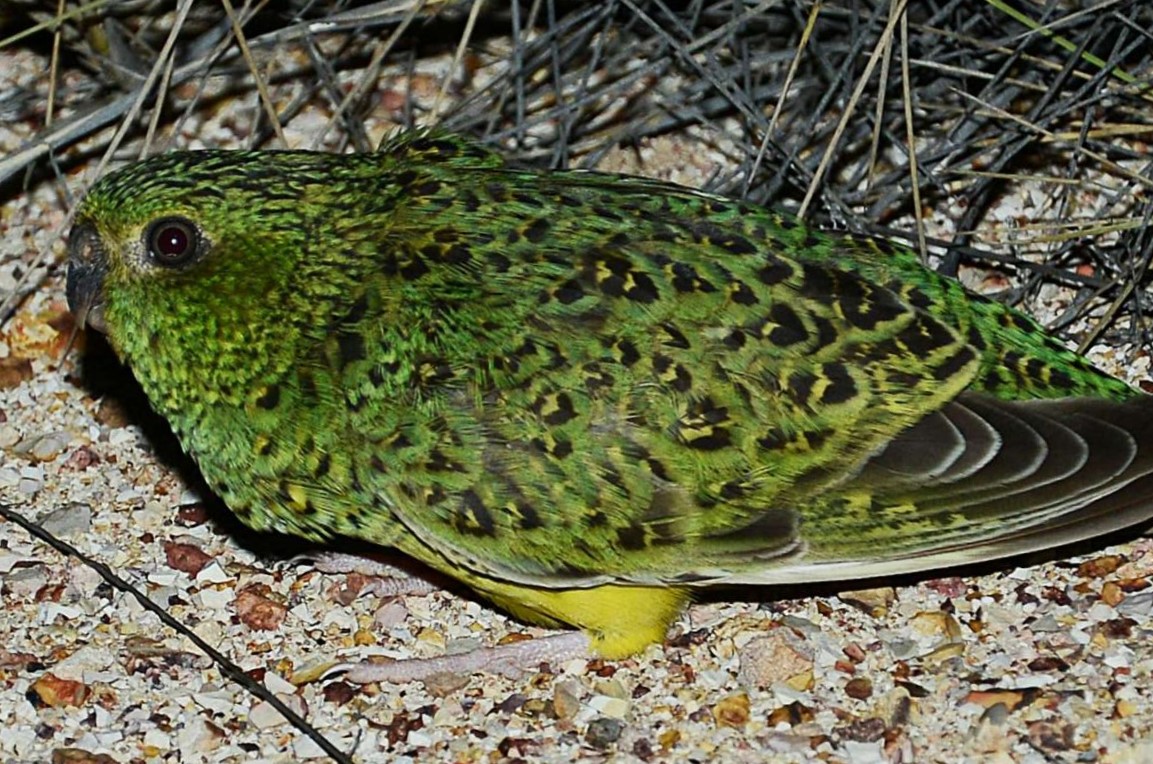 sunshinecoastbirds Cash for Night Parrot