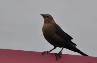 brown bird sitting a the side rail of a ferry boat