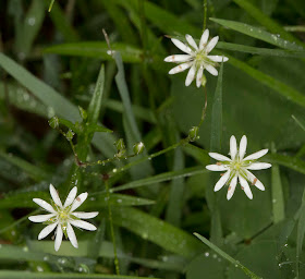 Lesser Stitchwort, Stellaria graminea.  Jubilee Country Park, 2 June 2012.