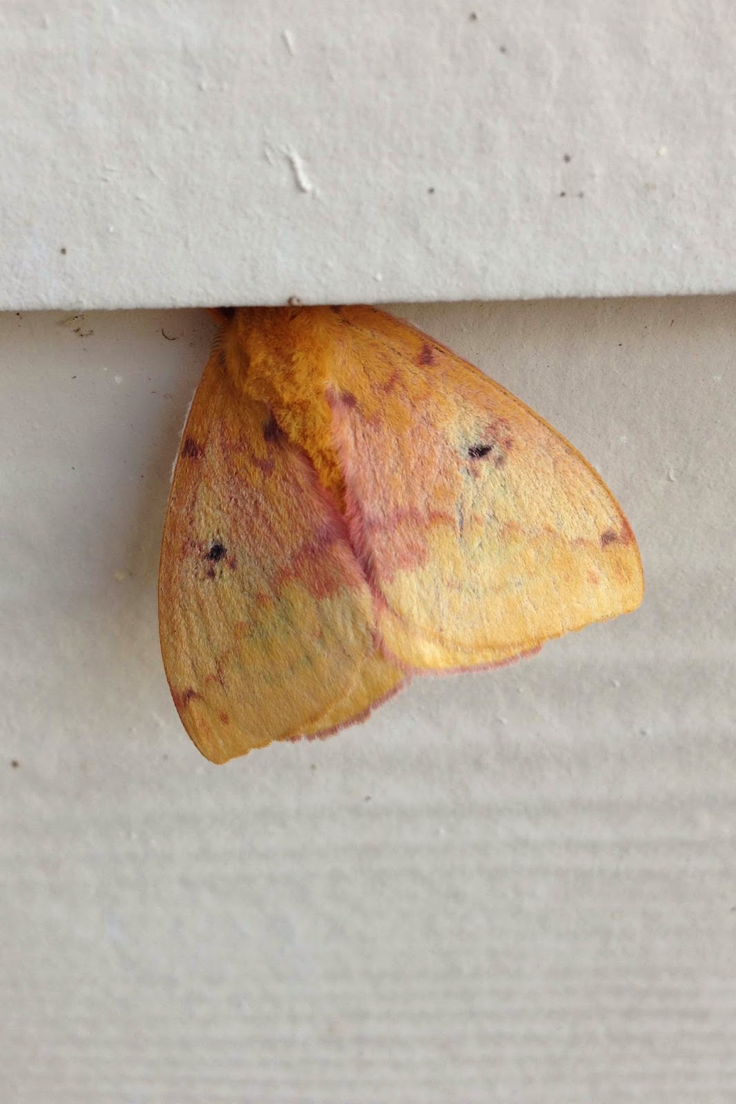 Hipster Birders: Charismatic Moths of the South