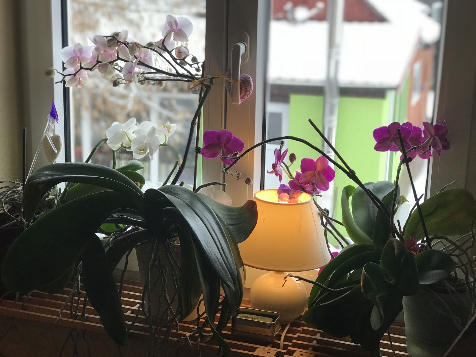 Rezension Roxann Hill Wo Die Toten Kinder Leben Bucherwelt