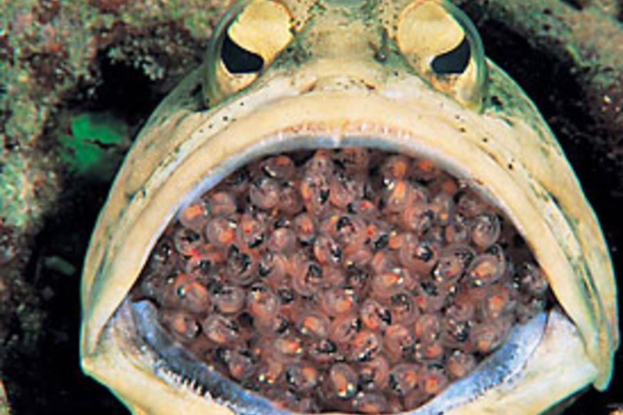 Fish That Holds Eggs In Its Mouth at Marilyn Hill blog