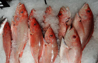 supplier ikan kakap merah fresh jakarta