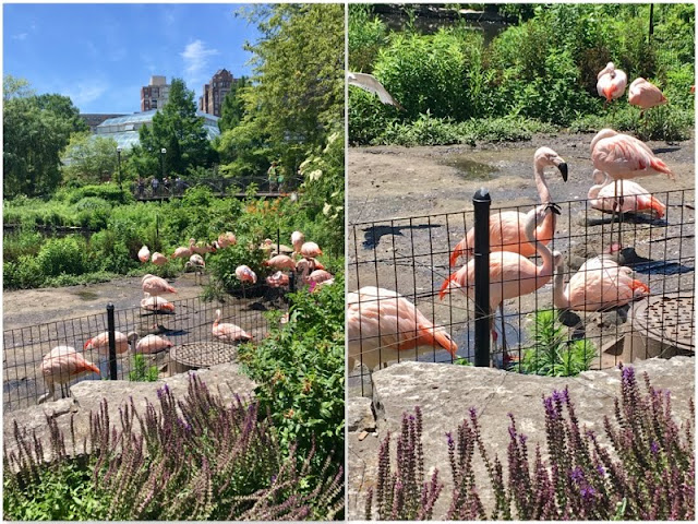 flamingos lincoln park zoo