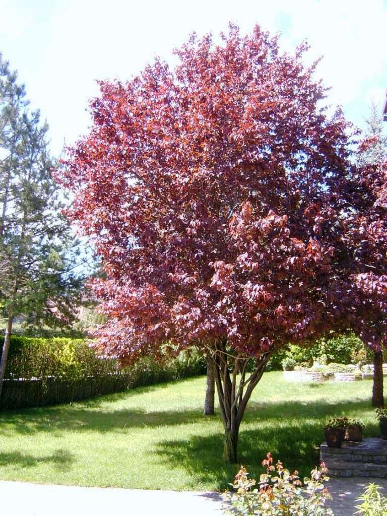 Montesymasdebucuesa: ENCICLOPEDIA BOTANICA DE NUESTRO ENTORNO. 4