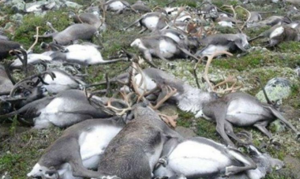 MATERI DAMPAK NEGATIF BIOTEKNOLOGI | IPA KELAS 9