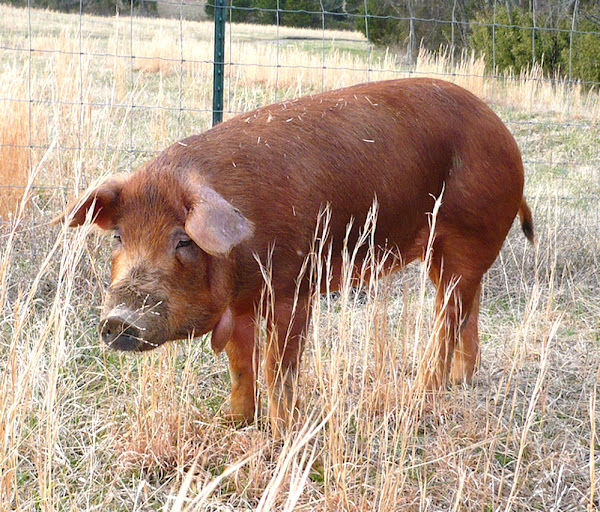 red wattle pig, red wattle pigs, about red wattle pig, red wattle pig breed, red wattle pig breed info, red wattle pig breed facts, red wattle pig care, caring red wattle pig, red wattle pig color, red wattle pig characteristics, red wattle pig facts, red wattle pig history, red wattle pig info, red wattle pig images, red wattle pig origin, red wattle pig photos, red wattle pig pictures, red wattle pig rarity, raising red wattle pig, red wattle pig size, red wattle pig temperament, red wattle pig weight