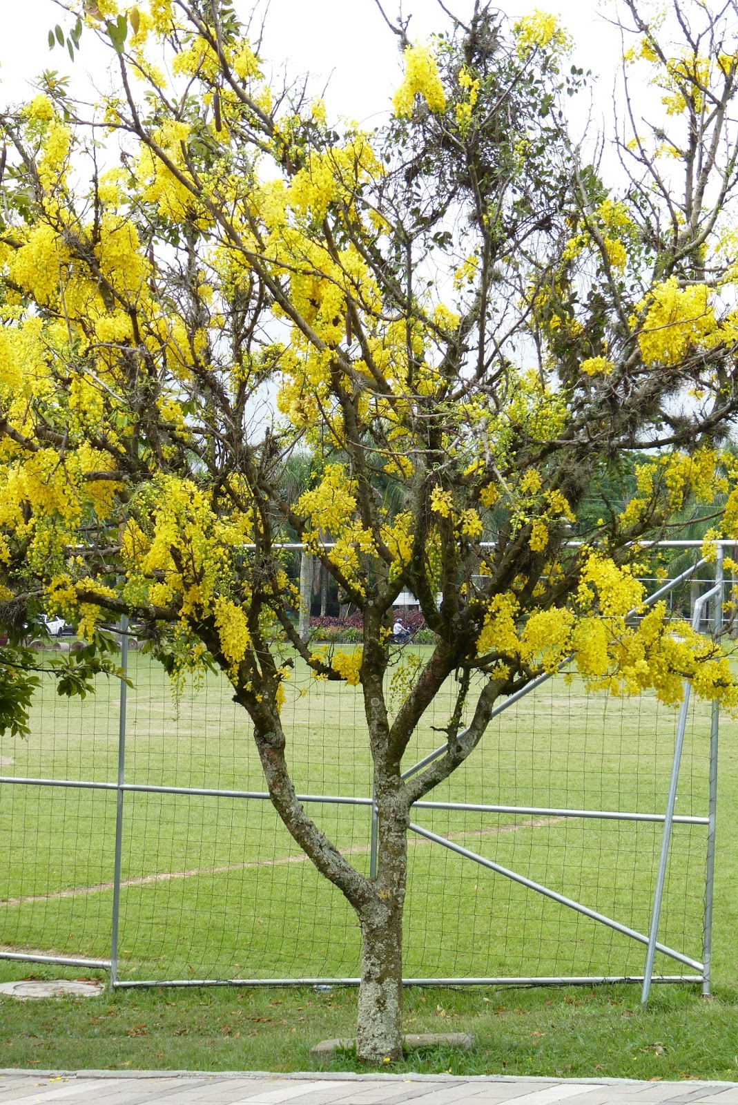 ARBORETUM: ARBOLES FANTASTICOS, lluvia de oro