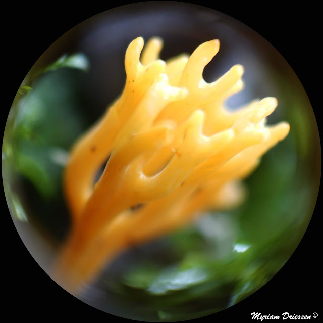 champignons mushrooms