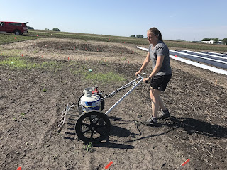 Using a Flame Weeder in Vegetable and Fruit Crops