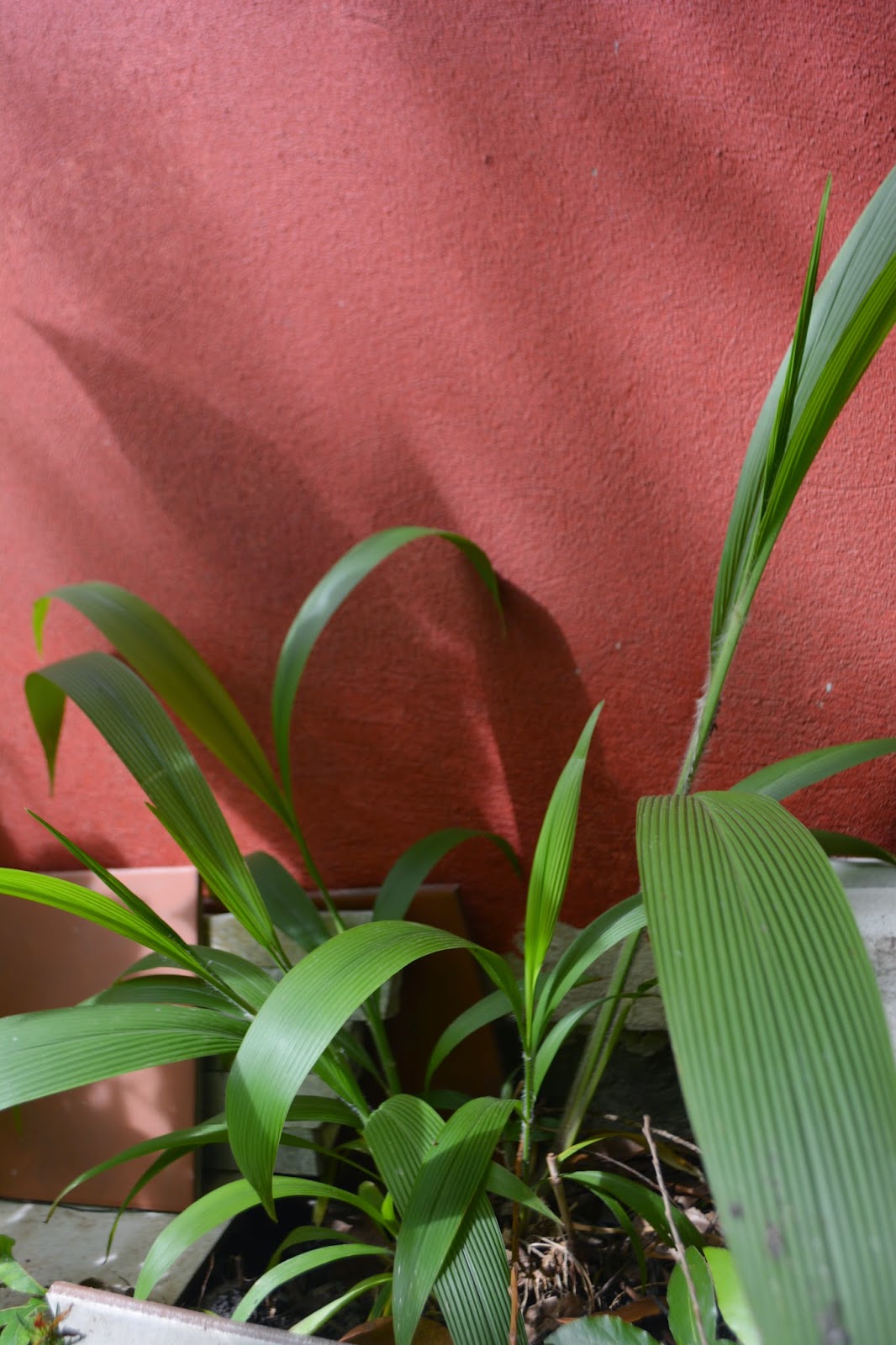 Setaria Poiretiana. Pasto Palmera. Sombra