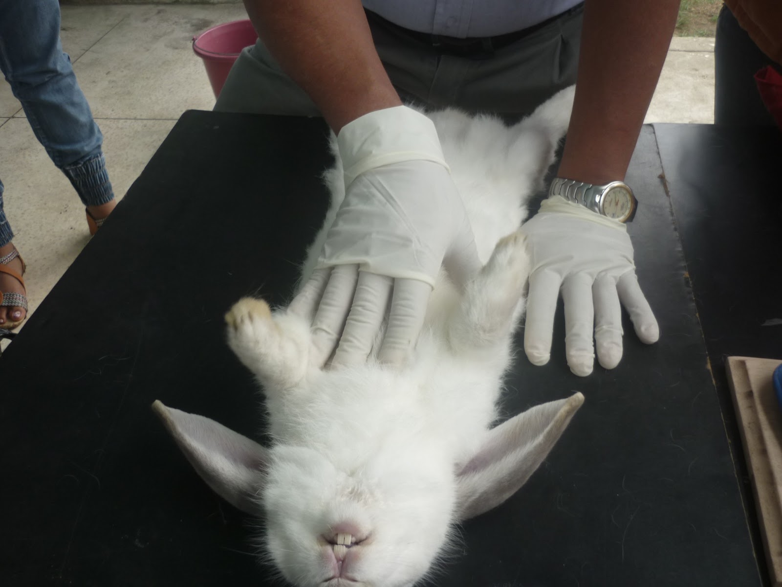 MEJORES MAESTROS U. T. C PRACTICA DE CIENCIAS NATURALES (DISECCIÓN DE