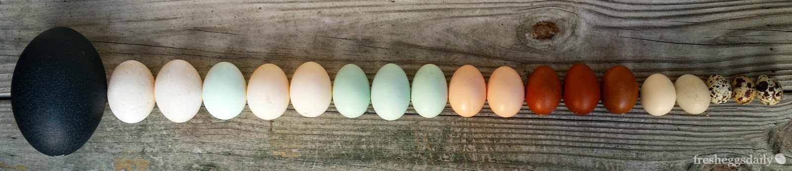 Duck Egg Identification Chart