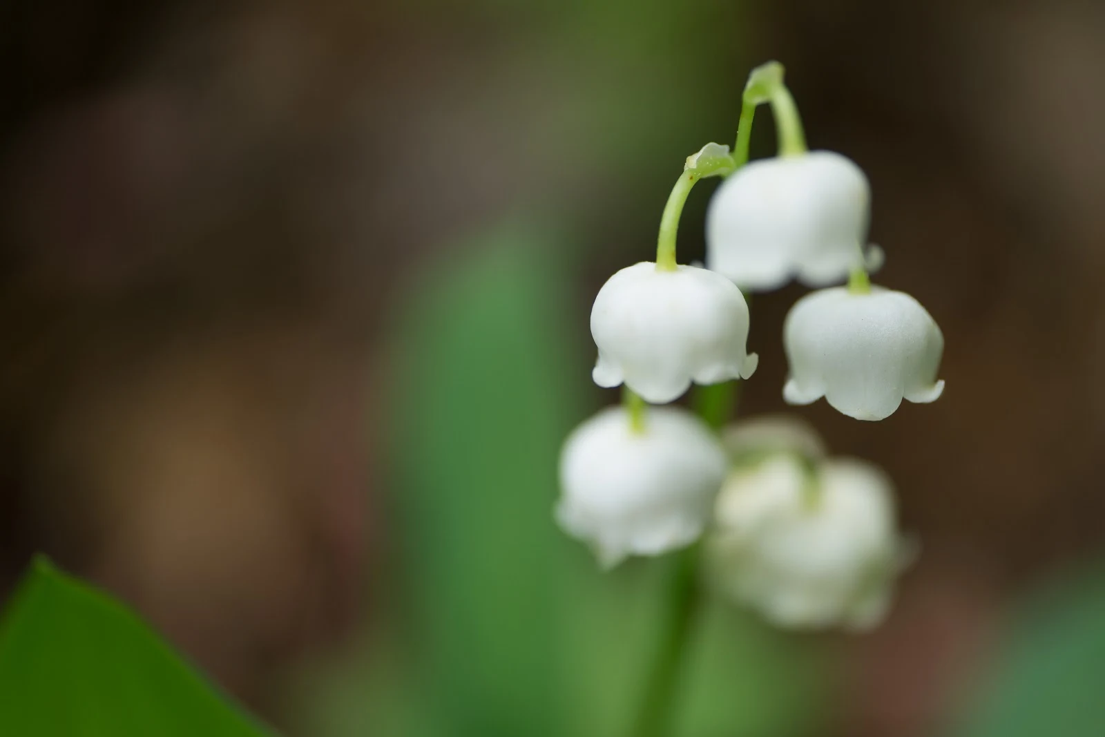正面向きの鈴蘭の花