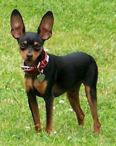 about dog miniature pinscher training your miniature pinscher to