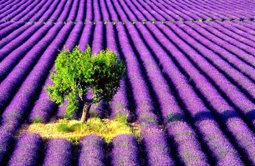 Hoa-Oai-Huong-Photo-Blog-chi-Tam Hoa-Oai-Huong-Photo-Blog-chi-Tam
