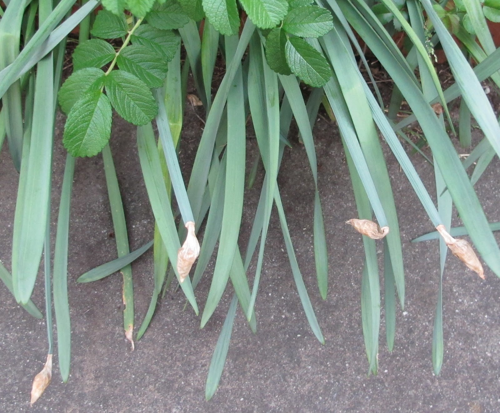 An Alameda Garden How to Handle Daffodil Bud Blast