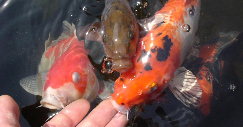 5 Solusi untuk Mencegah Ikan Hias Tidak Mudah Mati - Blog Agromaret