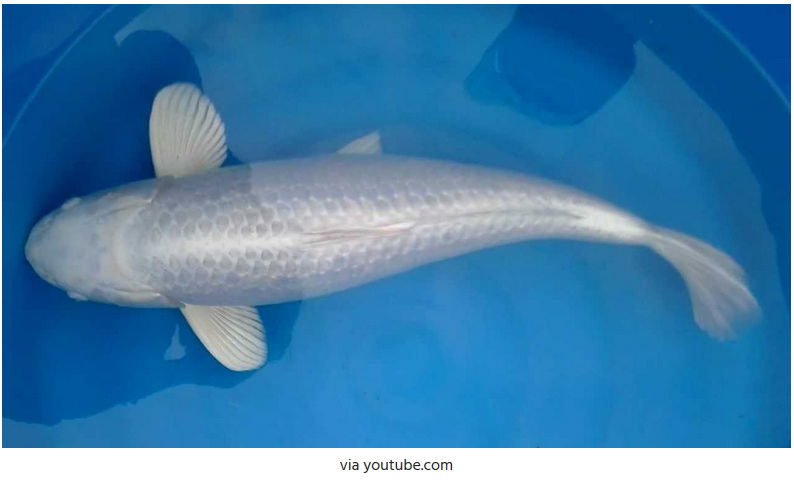 Jenis-Jenis Ikan Koi Platinum Ogon