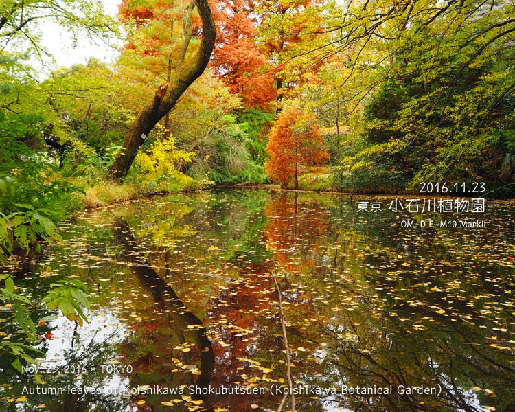 小石川植物園の紅葉