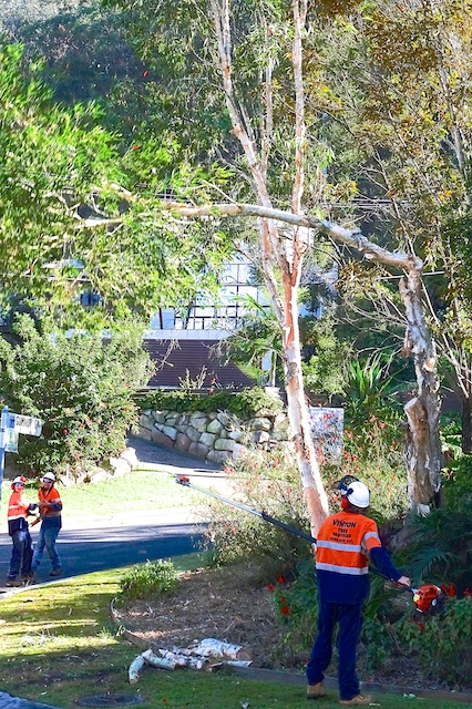 ADVENTURE BEFORE DEMENTIA: "SORRY LADY, WE HAVE TO REMOVE SOME TREES"