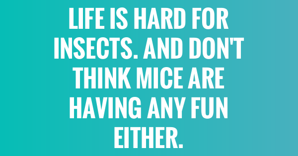 30+ Insect Quotes - QUOTEISH