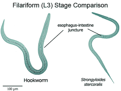 a pinworms átterjedése a gyermekekben tabletták férgek enterobiasishoz