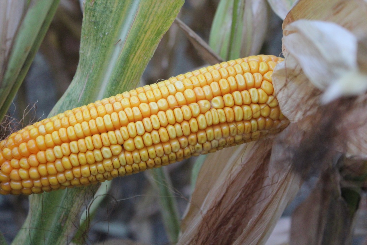 Nebraska Corn Kernels Nebraska corn rated 74 good or better