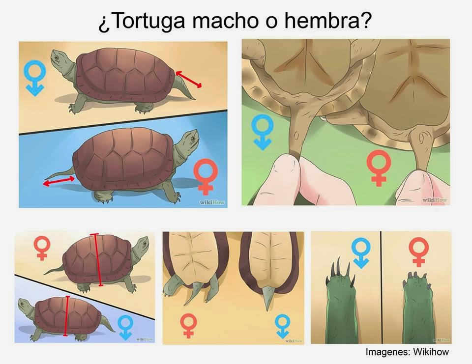 Как отличить черепаху мальчика. Как различить пол черепахи сухопутной. Красноухая черепаха самец и самка. Красноухая черепаха определить пол. Как определить пол красноухой черепахи.