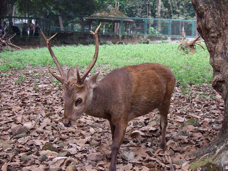 Gambar Binatang: Rusa Bawean