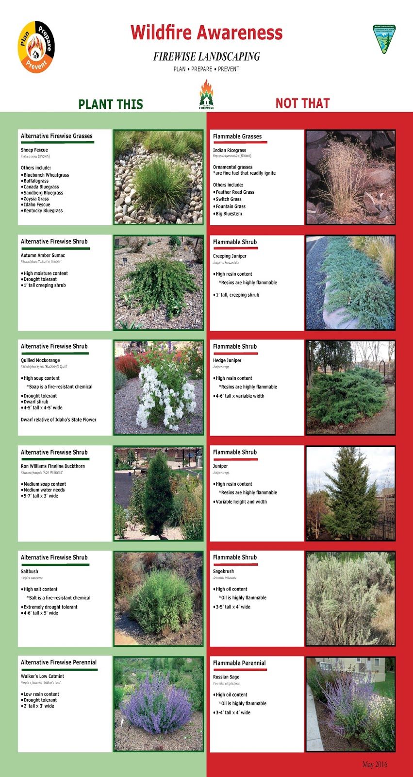 11 Best Juniper Images Plants Juniperus Communis Evergreen