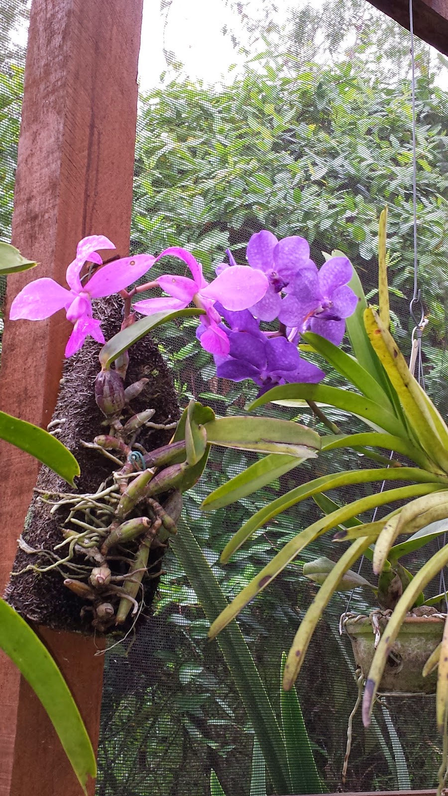 ORQUIDARIO RECREIO : Cattleya walkeriana tipo nativa - Quais são as cores  das orquídeas?