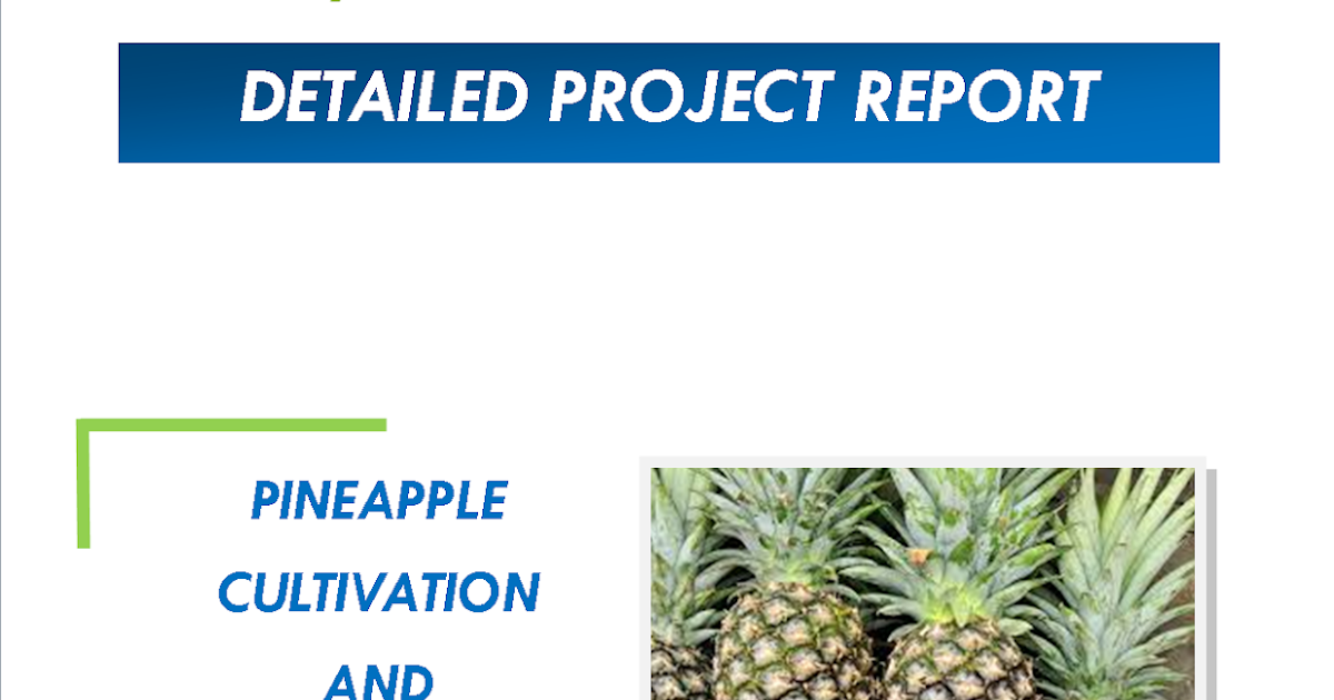 Pineapple Cultivation and Processing Project Report Space Consultancy