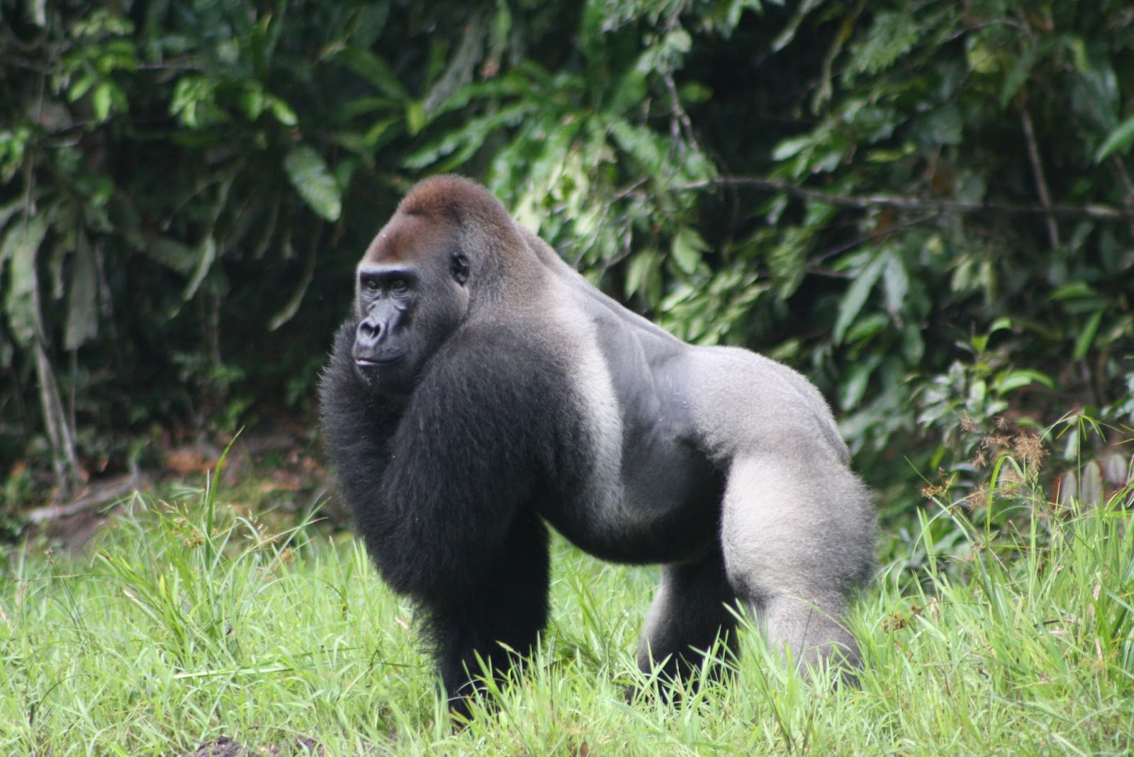 Gorillas Interesting Facts And Pictures | All Wildlife Photographs