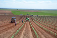 We will get Tempranillo wine in a few years. New planting vineyards / Tendremos vino tempranillo en unos años. Nueva plantación de viñedo