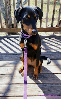Penny is always ready for a #dogwalk with her #PlanetDog Hemp Leash #ecofriendly #doberman #rescueddog #adoptdontshop #LapdogCreations ©LapdogCreations