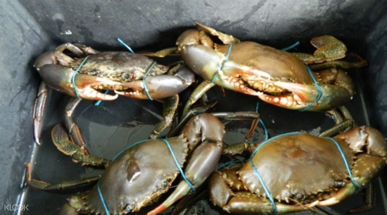 Mud Crab Scientific Name Supplier Fresh Water Lobster, Wholesale