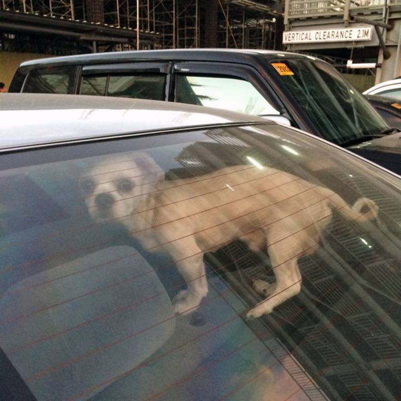 This dog was apparently left by its owner inside a parked car for more than an hour. 