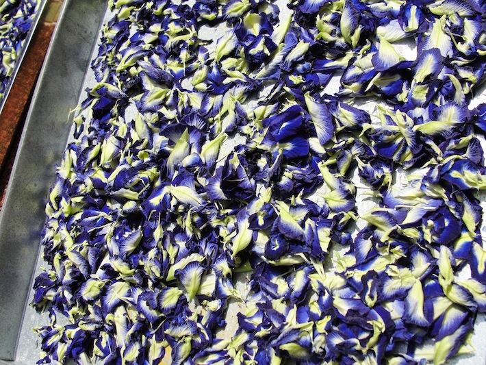 dried bunga telang blue pea flowers