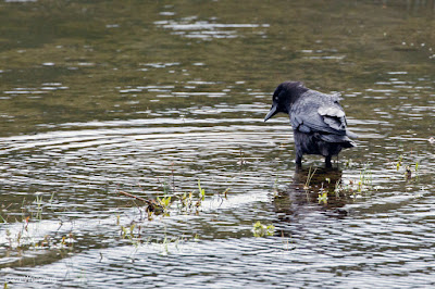 Northwestern Crow