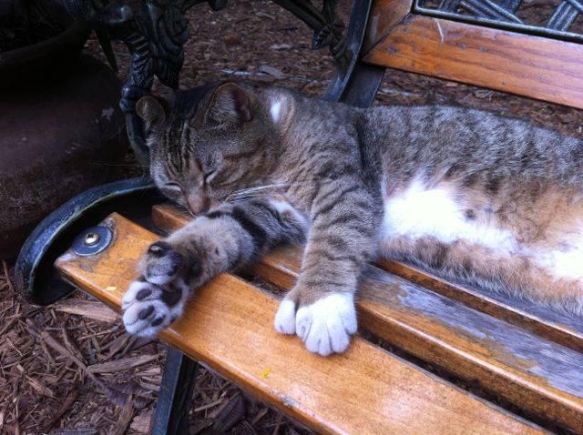 Jungle Red Writers January 2013