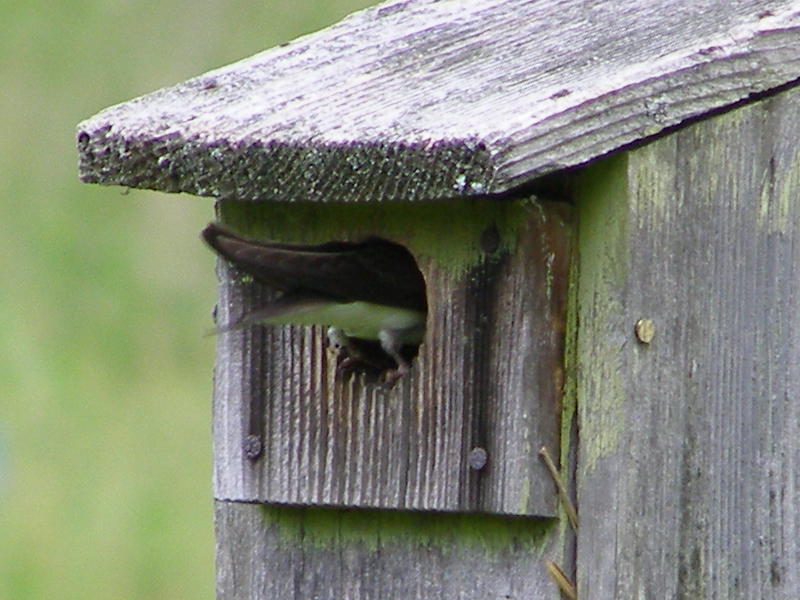 Blue Jay Barrens Bird Box Nest Progress
