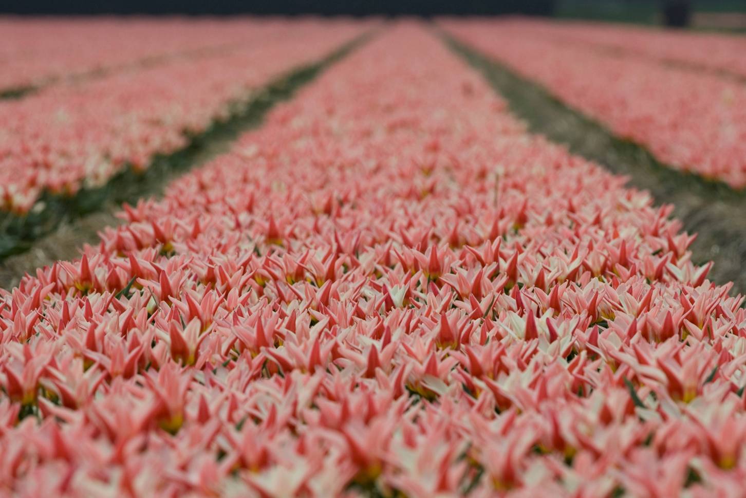 field of pink and white tulips