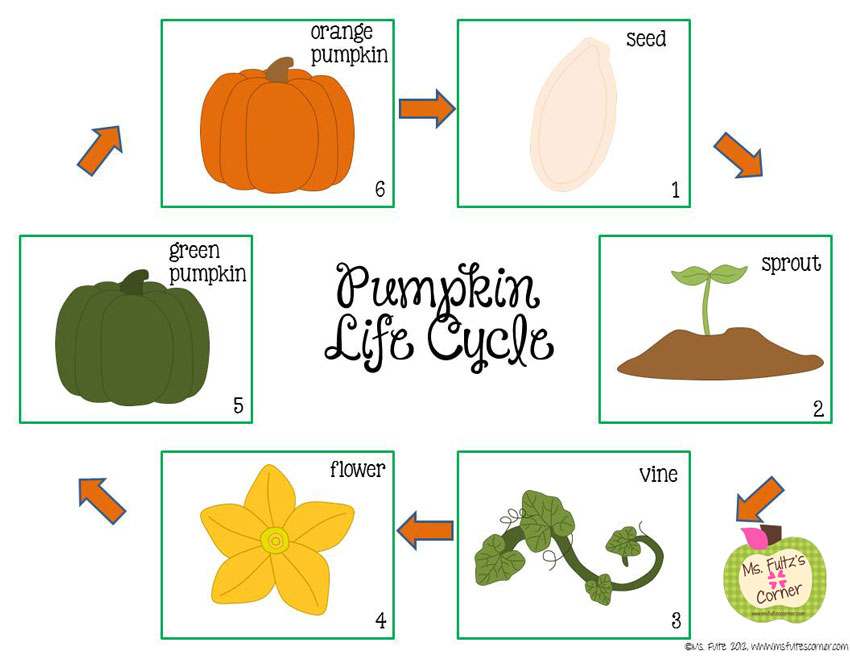 free-pumpkin-life-cycle-printable